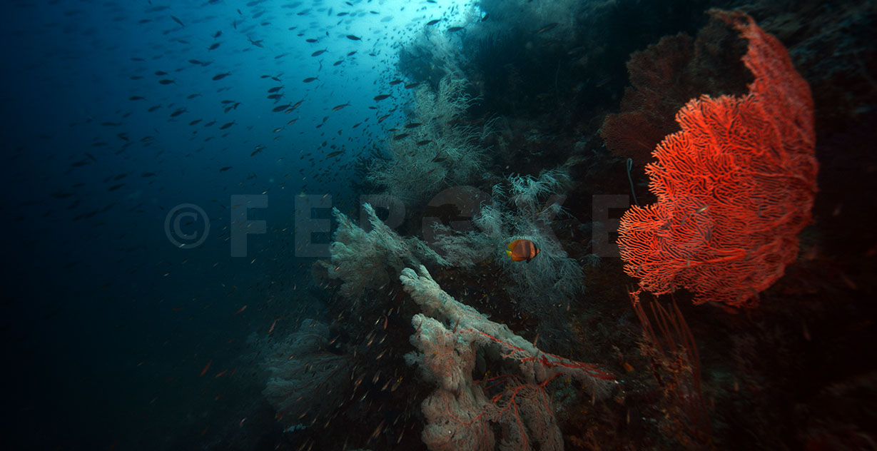 Reef 10.jpg