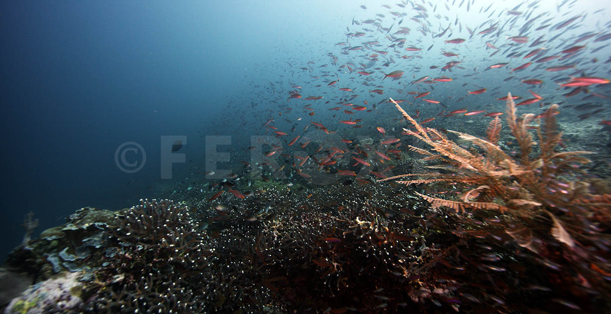 Reef 15.jpg