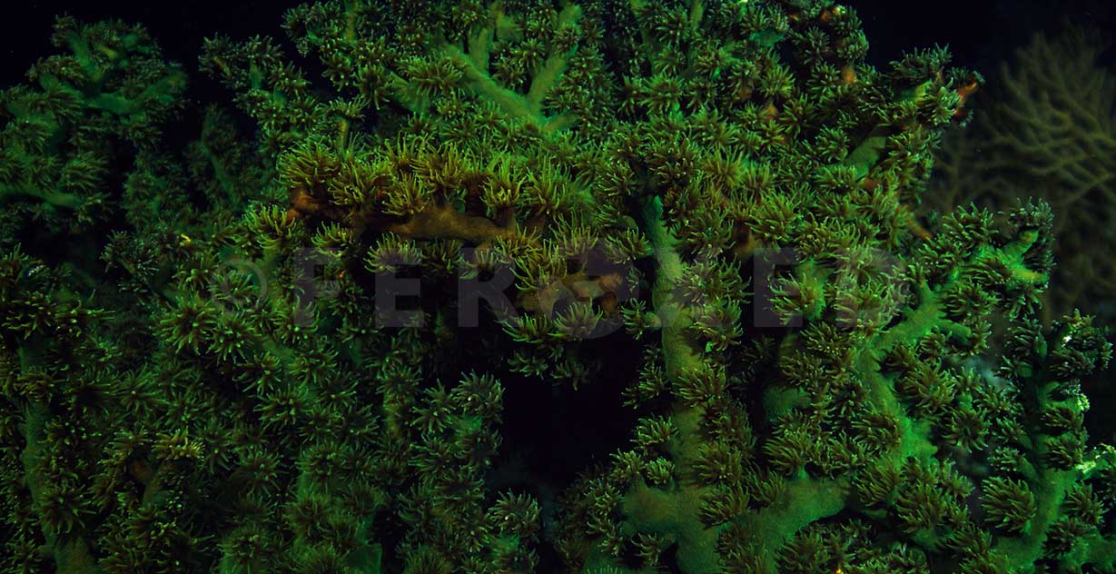 Reef 18a.jpg