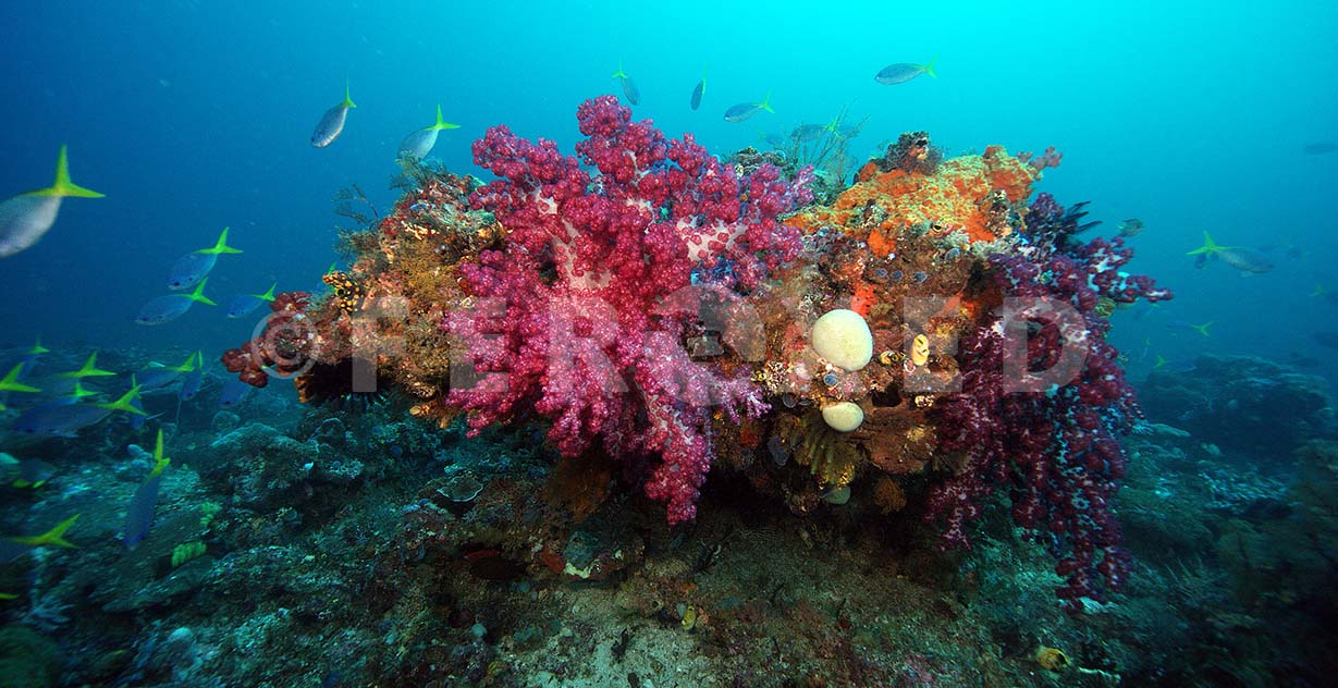 Reef 21.jpg