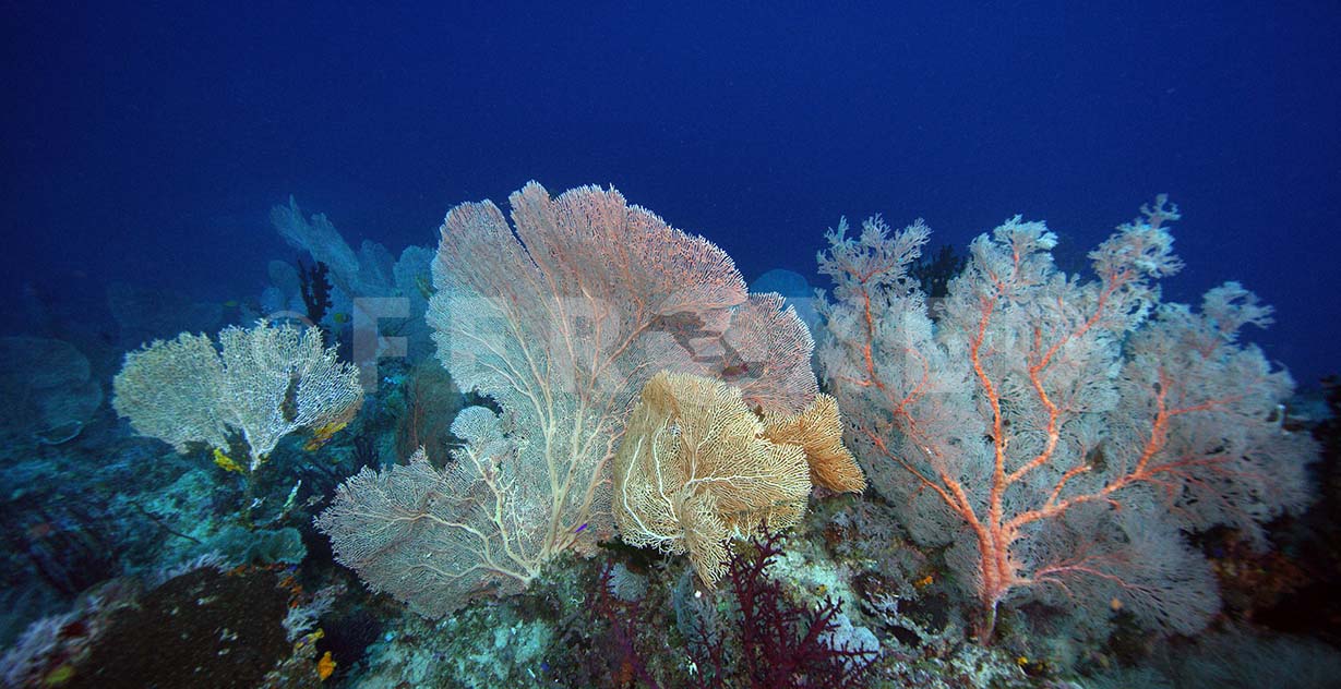 Reef 26.jpg