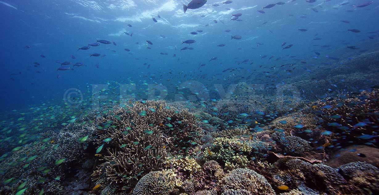 Reef 28.jpg