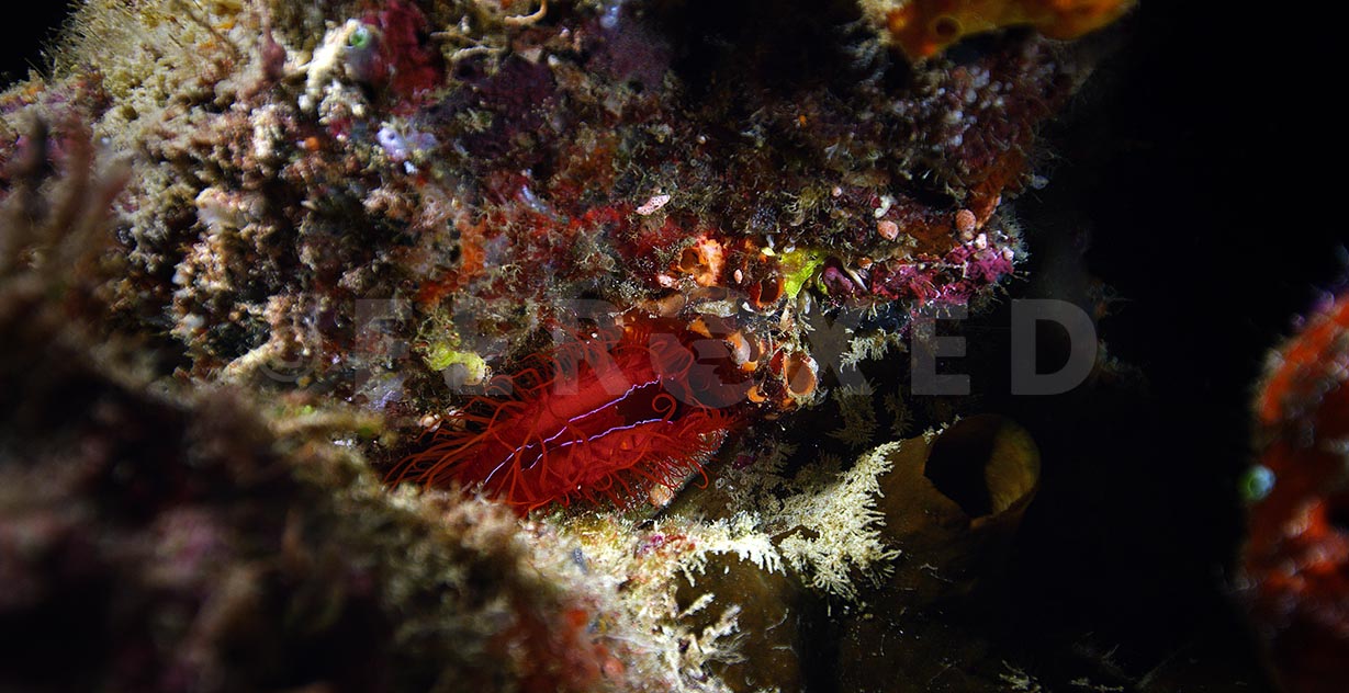 Electric Clam 01.jpg