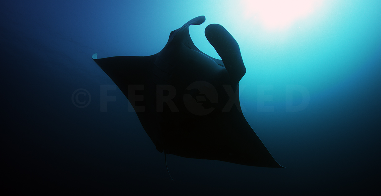 Manta 02.jpg