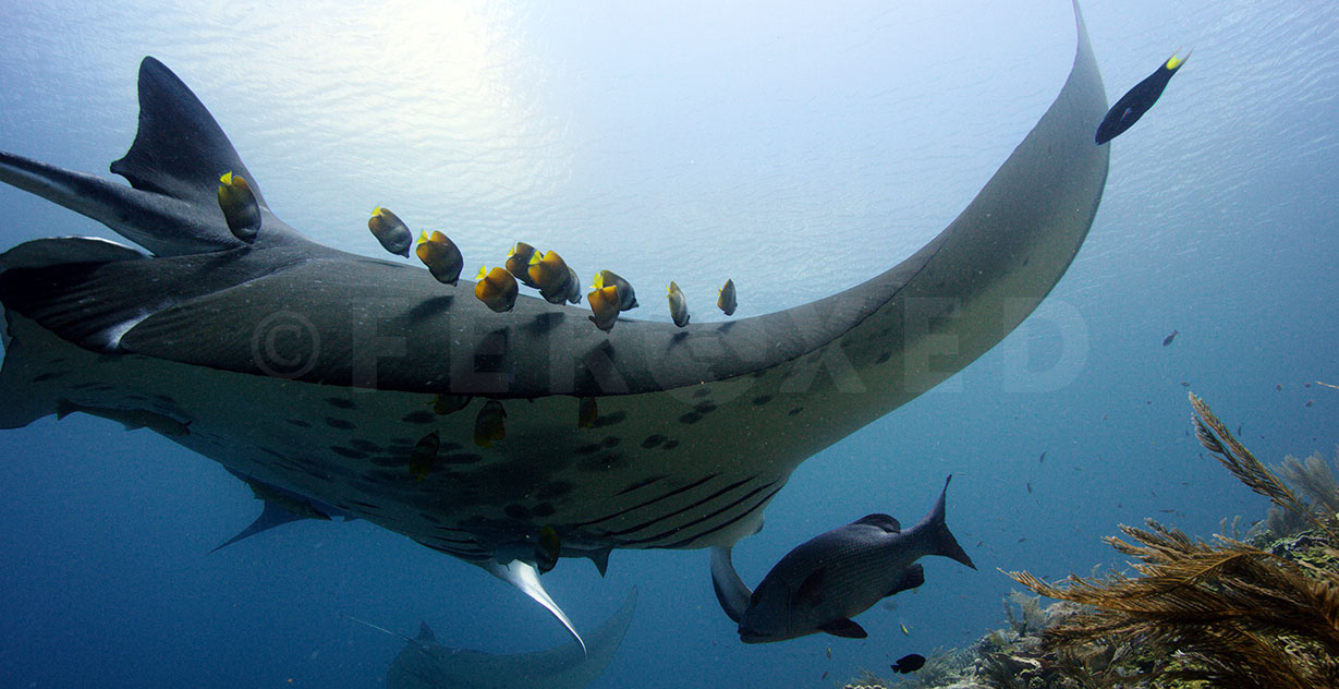 Manta 06.jpg