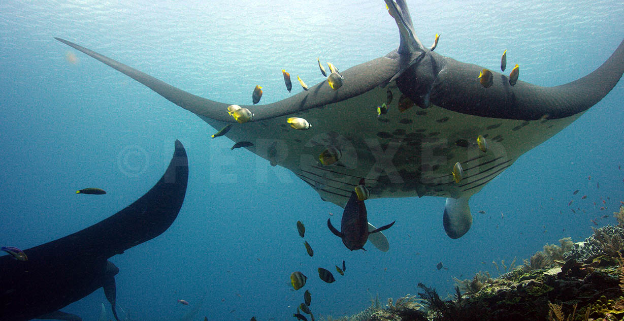 Manta 07.jpg