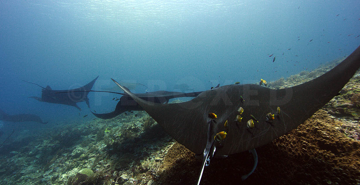 Manta 10.jpg