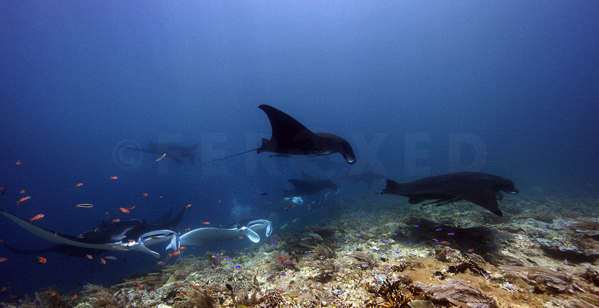 Manta 09.jpg