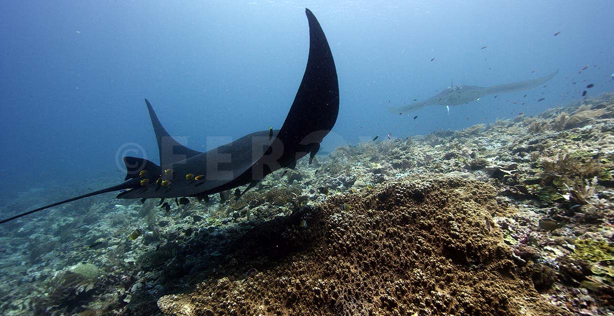 Manta 13.jpg