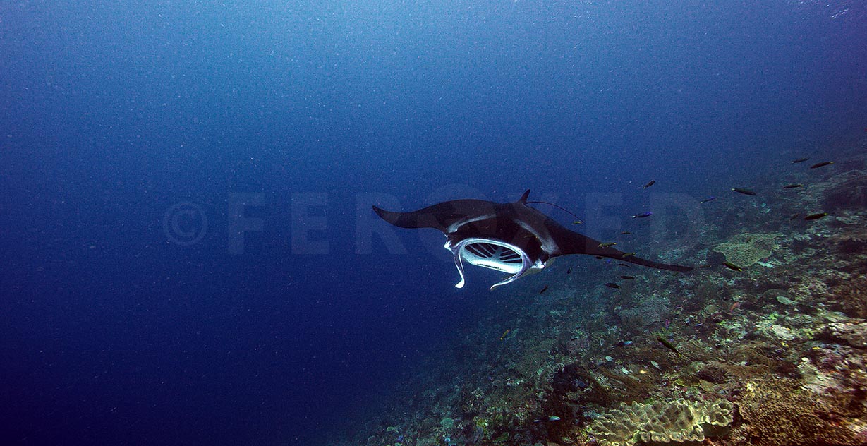 Manta 14.jpg