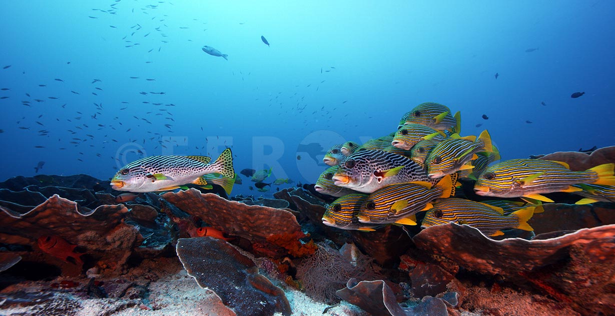 Sweetlips 04.jpg