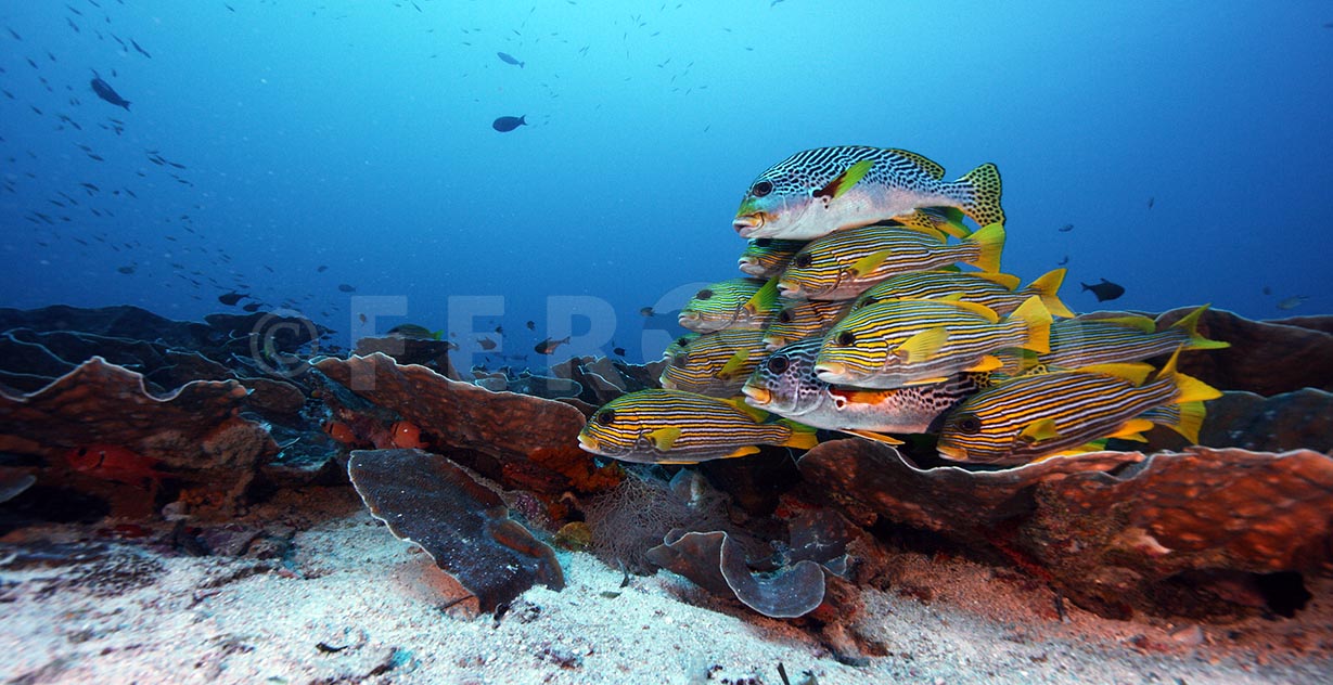 Sweetlips 05.jpg