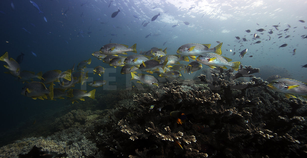 Sweetlips 06.jpg