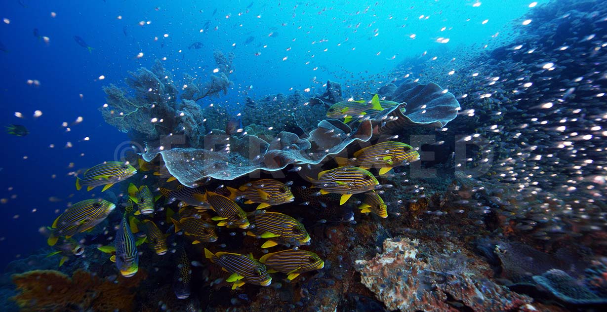 Sweetlips 10.jpg