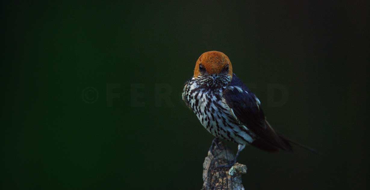 birdADDO_1.370.2.jpg