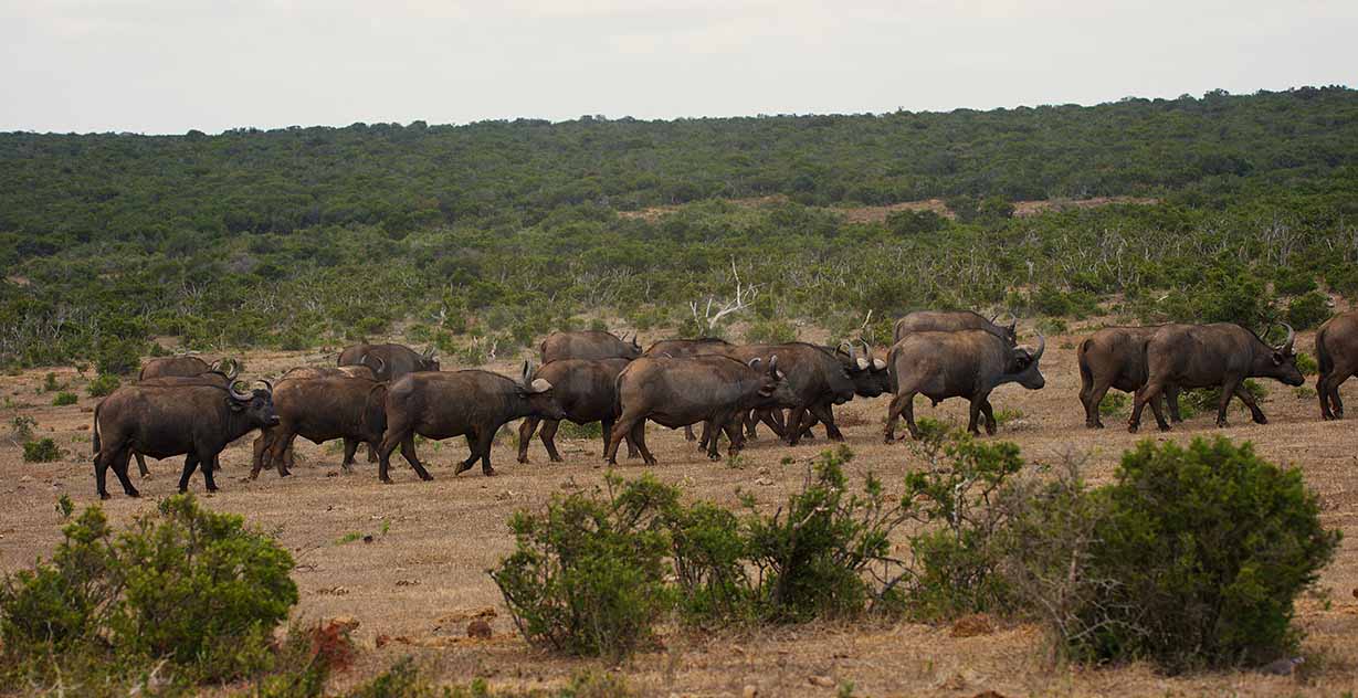 buffADDO_1.281.1.jpg