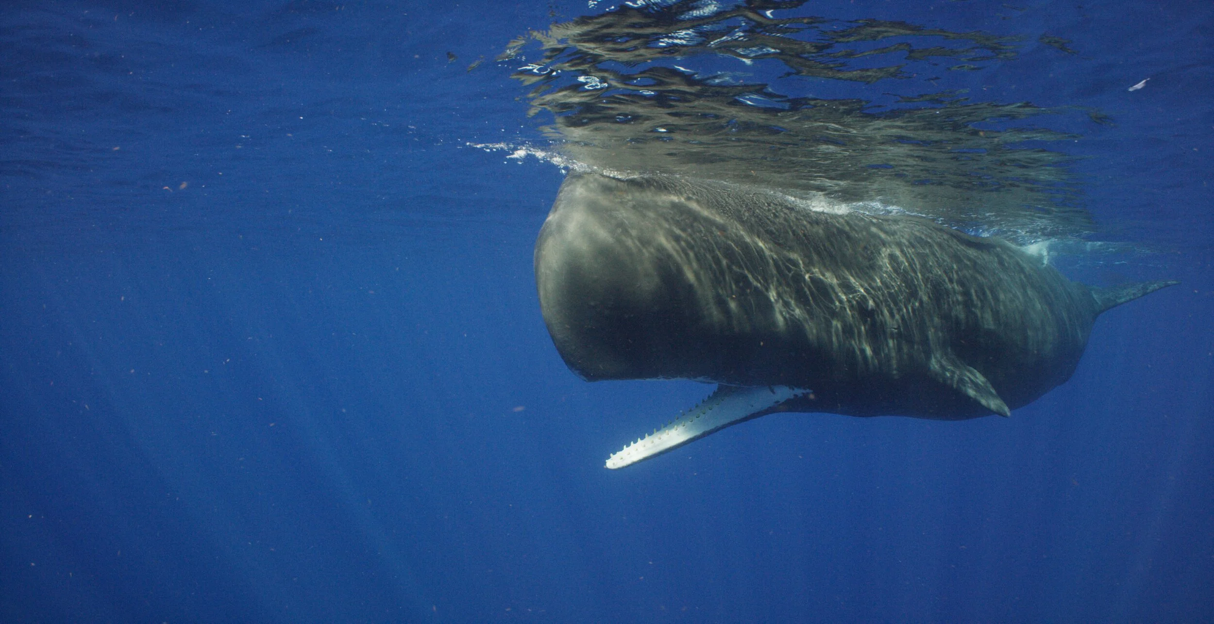 Magestic Gentle Giants, Sperm Whales
