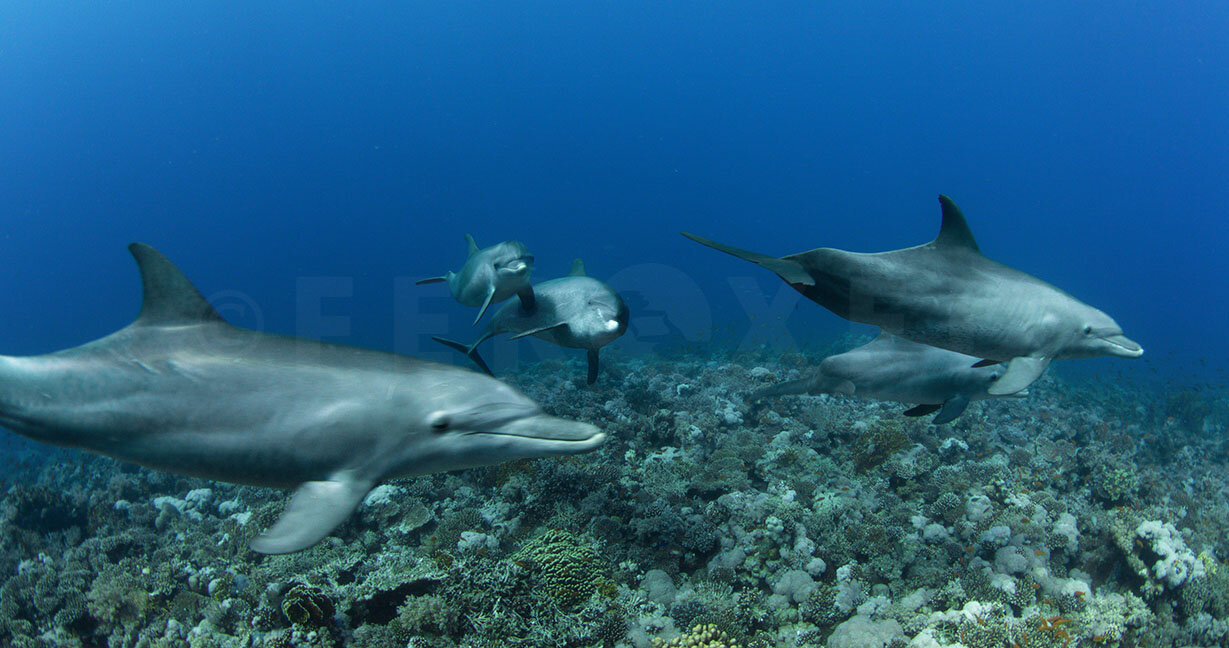 Red Sea Frame Grab_1.151.3 s.jpg