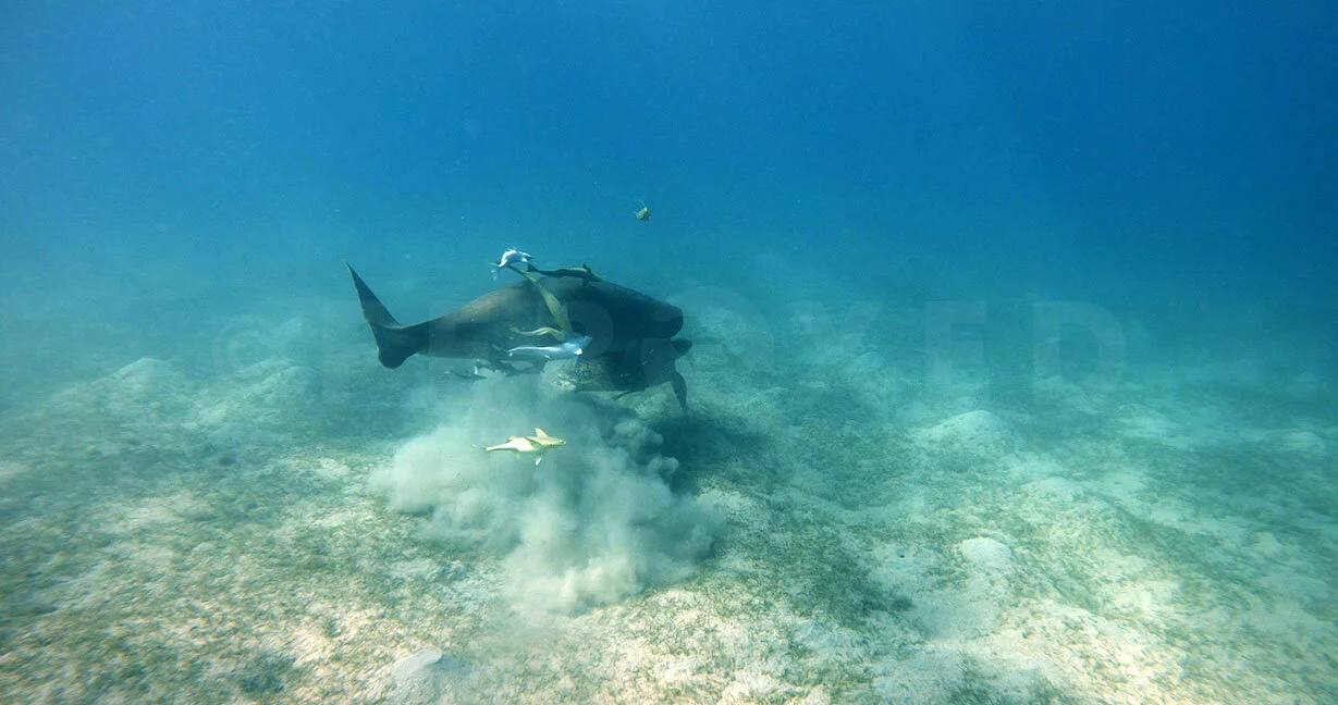 Red Sea Frame Grab_1.101.5 s.jpg