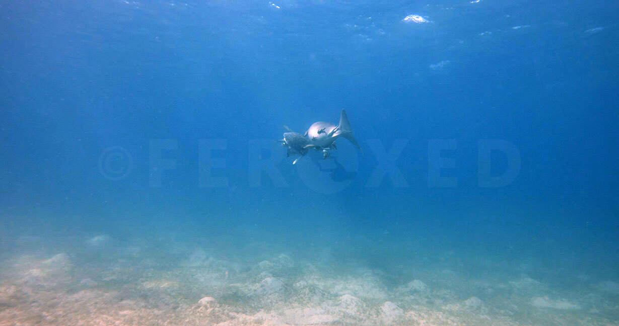 Red Sea Frame Grab_1.101.7 s.jpg