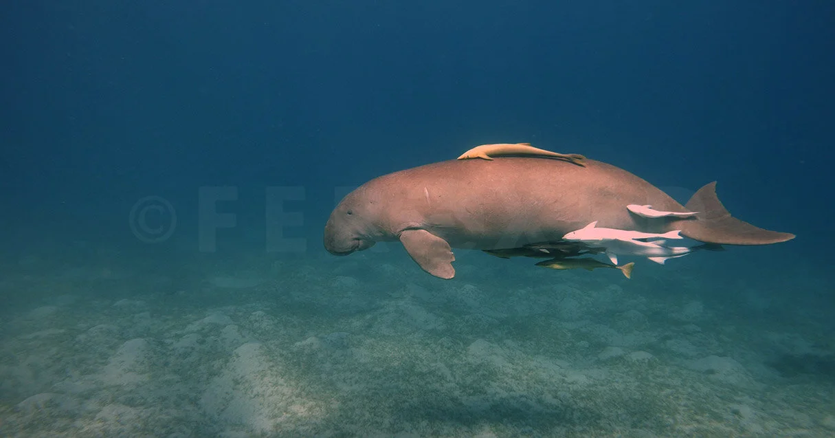 Red Sea Frame Grab_1.101.1 s.jpg