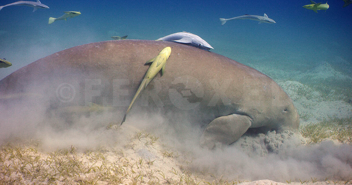 Red Sea Frame Grab_1.9.1 s.jpg