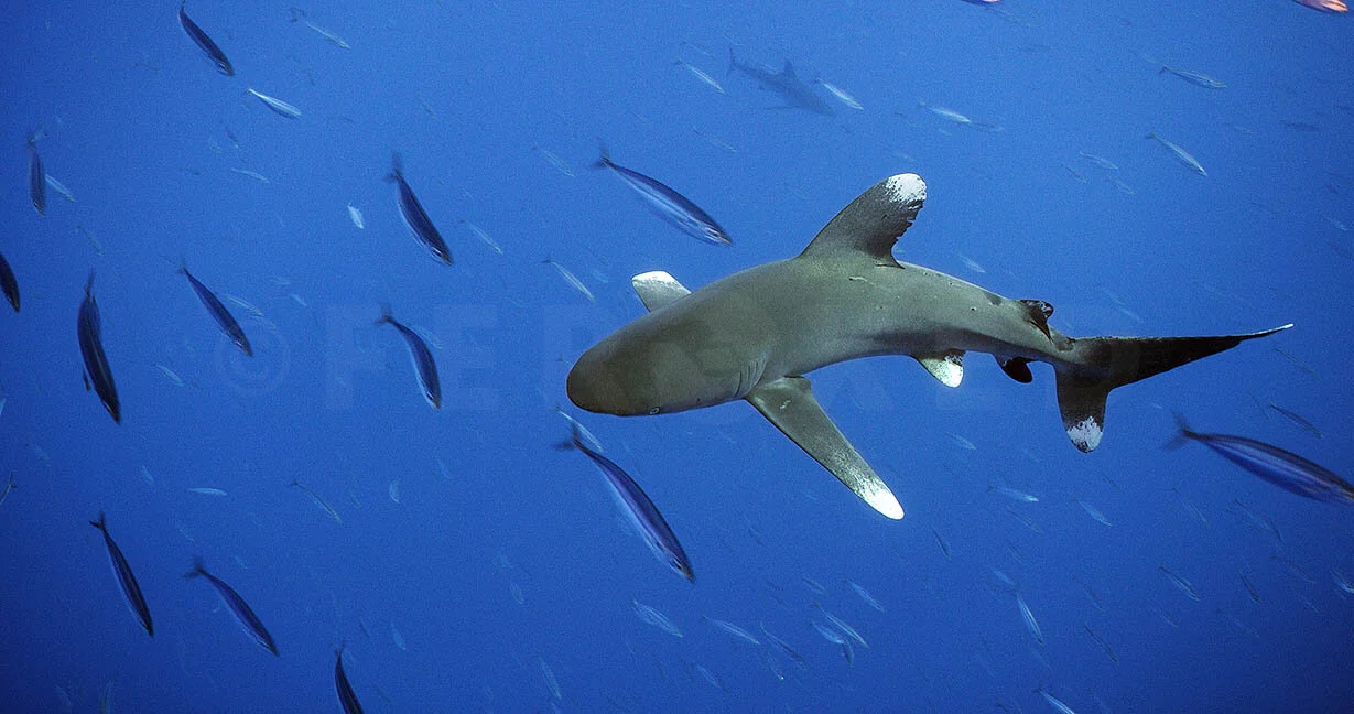 Red Sea Frame Grab_1.11.1 s.jpg