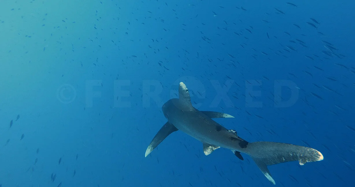 Red Sea Frame Grab_1.58.3 s.jpg