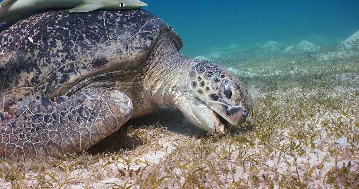 Red Sea Frame Grab_1.5.1 s.jpg