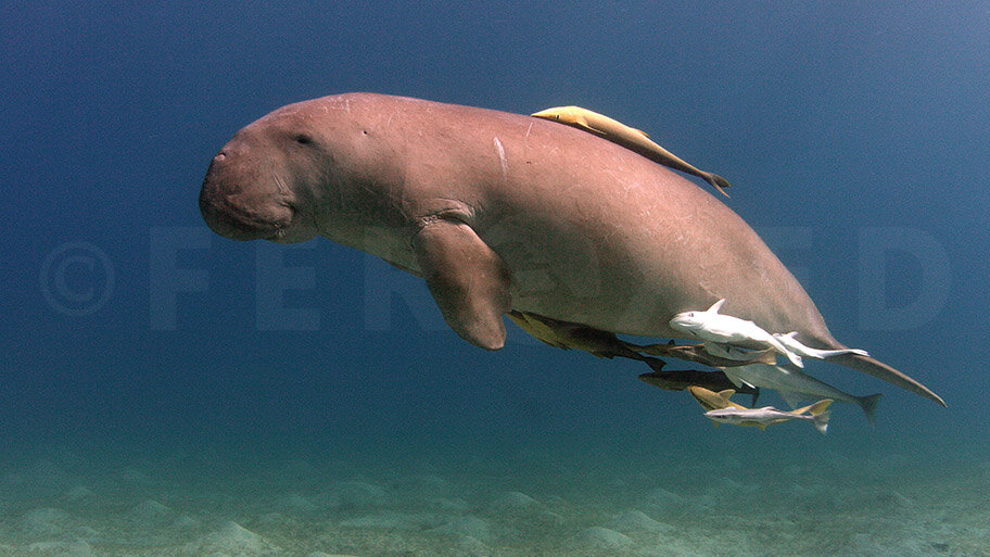 RED SEA - EGYPT