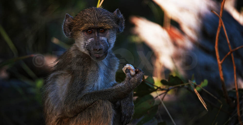 Botswana 2021_1.13.1s.jpg