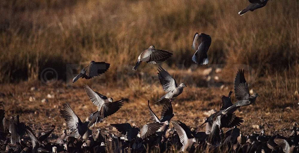 Botswana 2021_1.9.1s.jpg