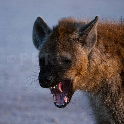 Botswana April/May 2021