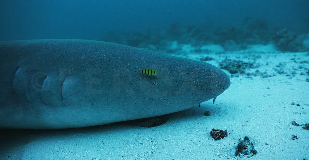 Maldives 2022_1.41.1s.jpg