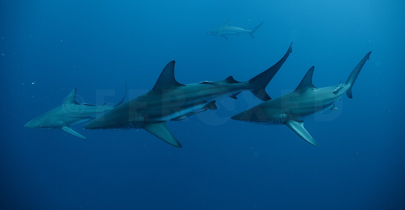 Ponta do Ouro to Protea Banks