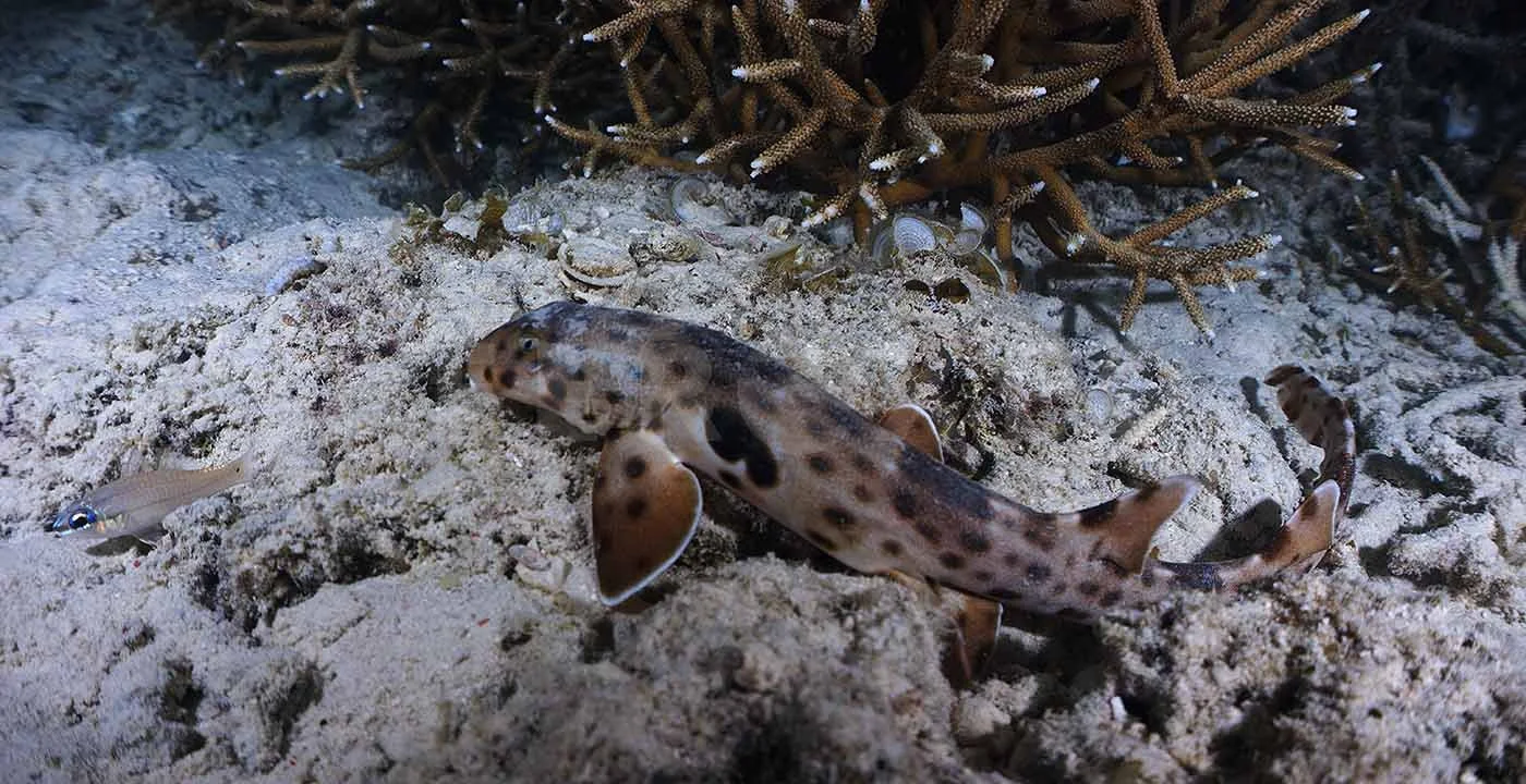 Walking Shark_1.13.1s.jpg