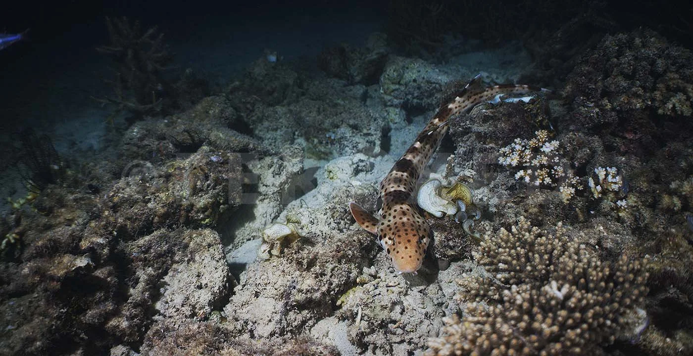Triton Bay Whale Sharks - NO divers_1.6.1s.jpg