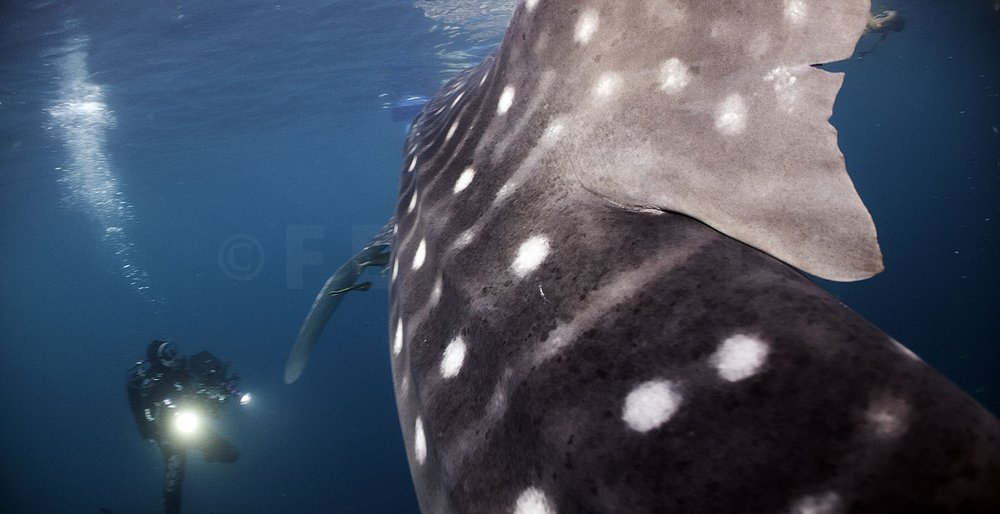 Last Whaleshark_1.12.2s.jpg