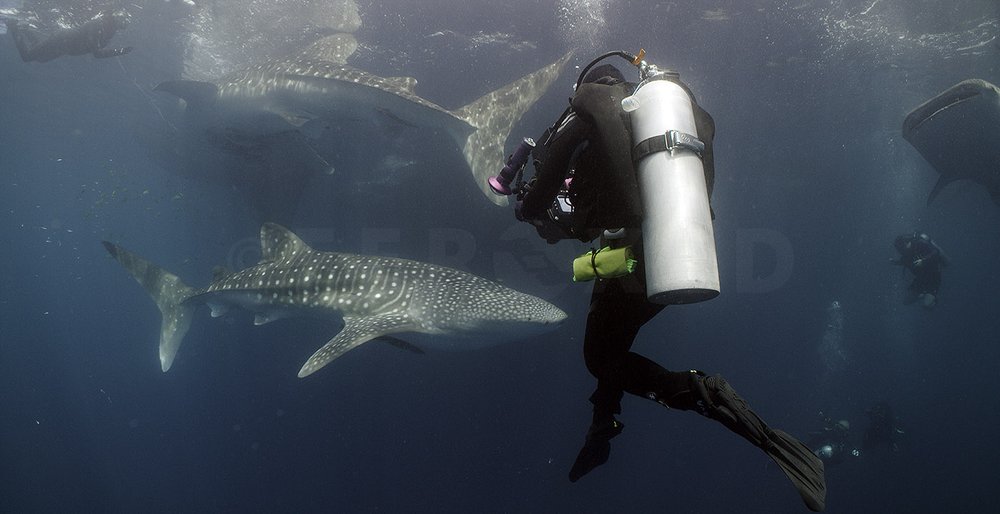 Last Whaleshark_1.90.1s.jpg