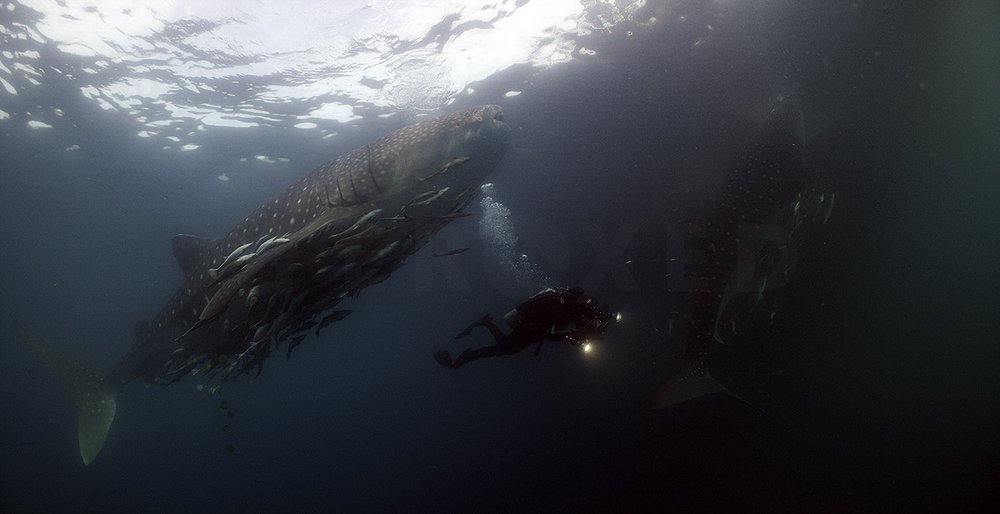 Triton Bay Whalesharks - with People_1.22.1s.jpg