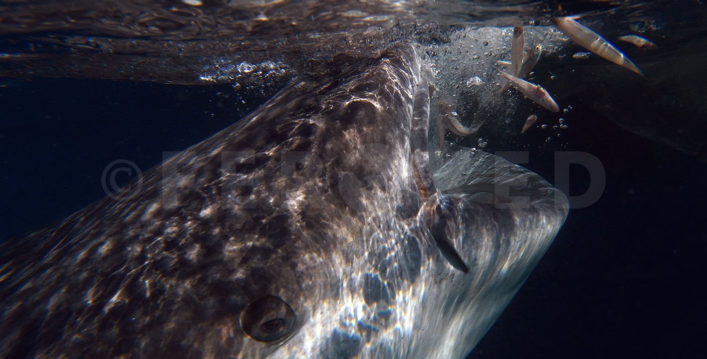 Triton Bay Whale Sharks - NO divers_1.30.1s.jpg