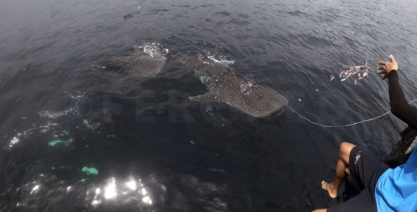 Triton Bay Whale Sharks - NO divers_1.83.1s.jpg