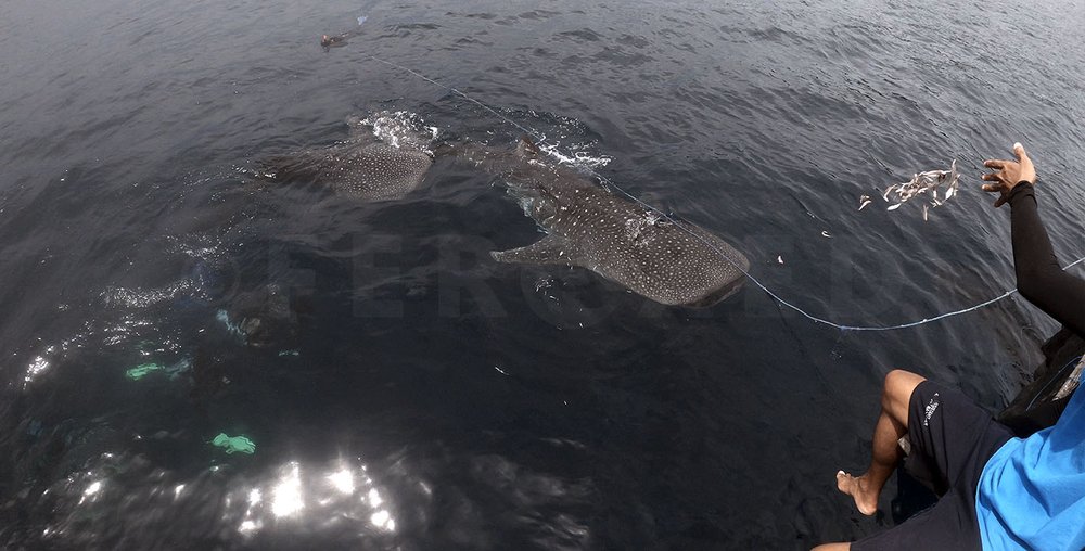 Triton Bay Whale Sharks - NO divers_1.83.1s.jpg