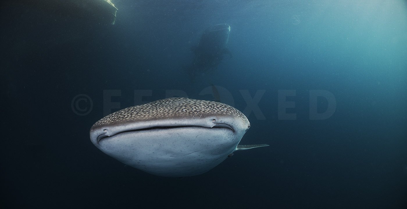 Triton Bay Whale Sharks - NO divers_1.8.1s.jpg