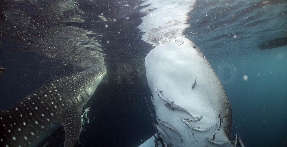 Triton Bay Whale Sharks - NO divers_1.12.1s.jpg
