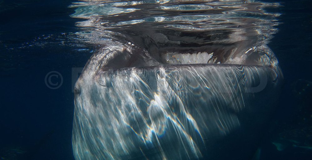 Triton Bay Whale Sharks - NO divers_1.12.2s.jpg