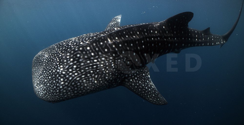 Triton Bay Whale Sharks - NO divers_1.105.1s.jpg
