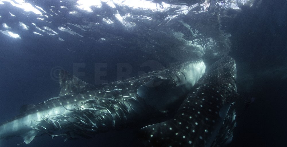 Triton Bay Whale Sharks - NO divers_1.182.1s.jpg