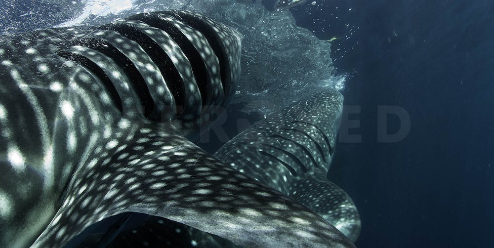 Triton Bay Whale Sharks - NO divers_1.243.2s.jpg