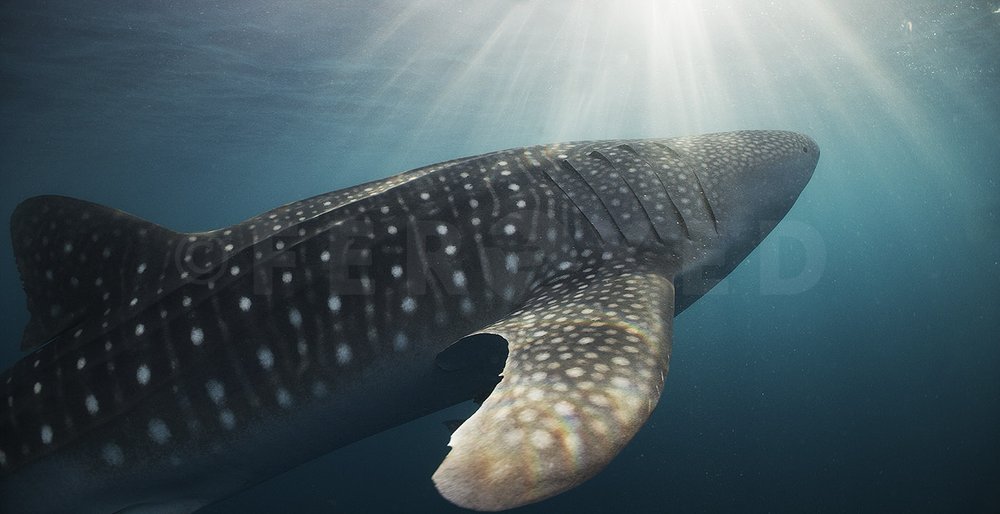 Triton Bay Whale Sharks - NO divers_1.2.1s.jpg